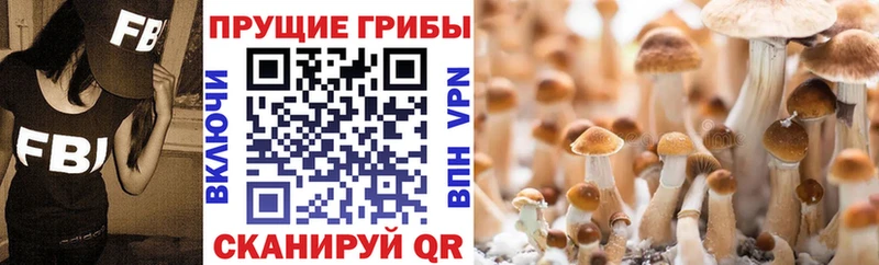 Псилоцибиновые грибы мицелий где продают наркотики гидра вход Майкоп
